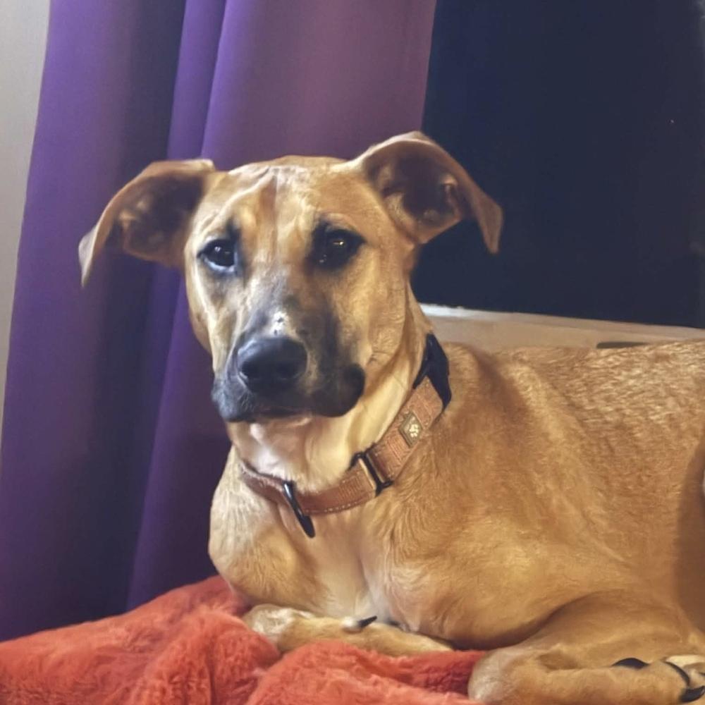 Enlarge Nani, a Adoptable mixed breed in Groveland, MA image 1/6
