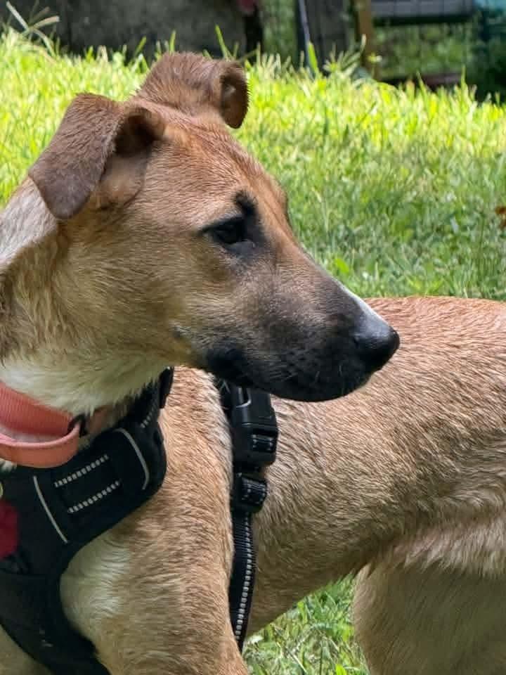 Nani, Adoptable, Puppy Female Mountain Cur & Mixed Breed.