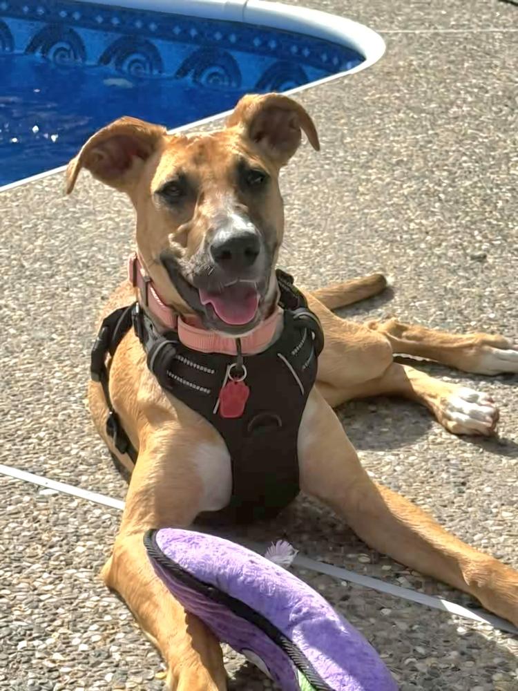 Enlarge Nani, a Adoptable mixed breed in Groveland, MA image 2/6