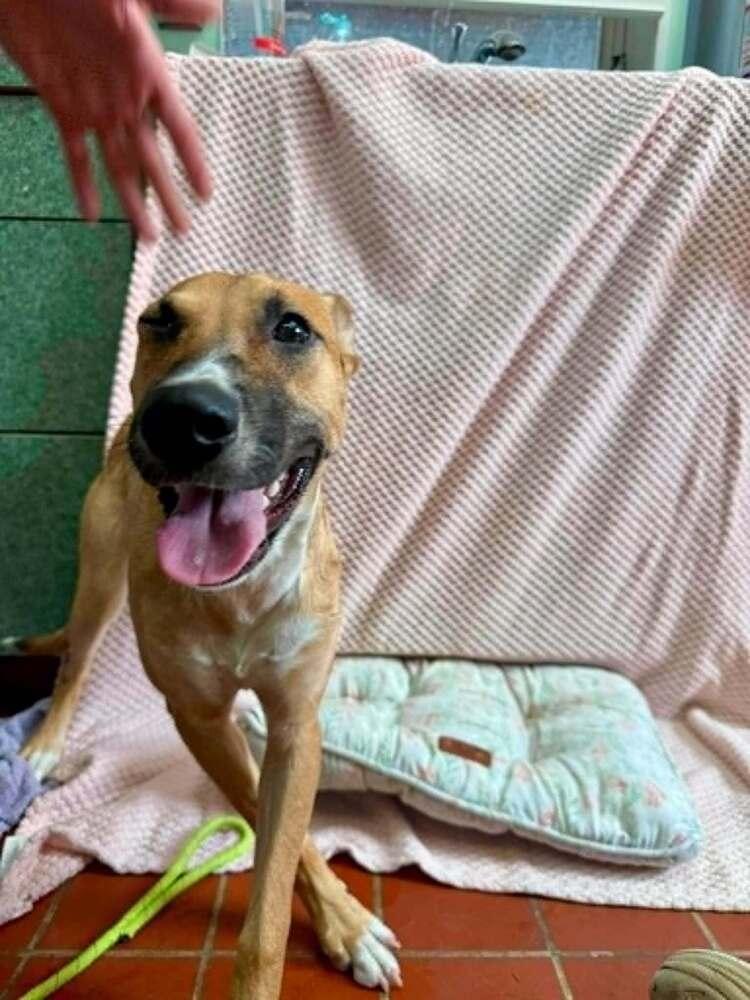 Enlarge Nani, a Adoptable mixed breed in Groveland, MA image 3/6