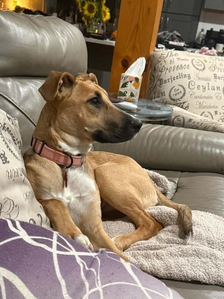 Enlarge Nani, a Adoptable mixed breed in Groveland, MA image 4/6