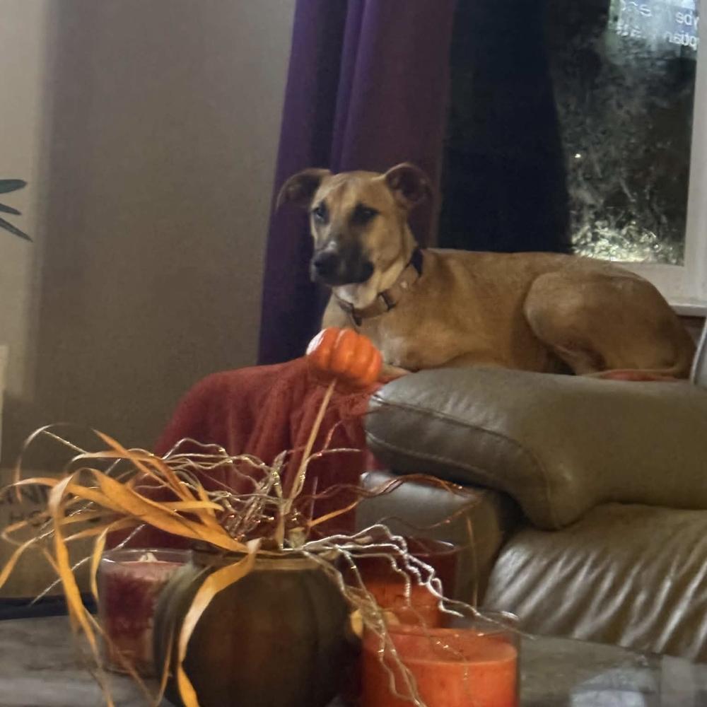 Enlarge Nani, a Adoptable mixed breed in Groveland, MA image 3/6