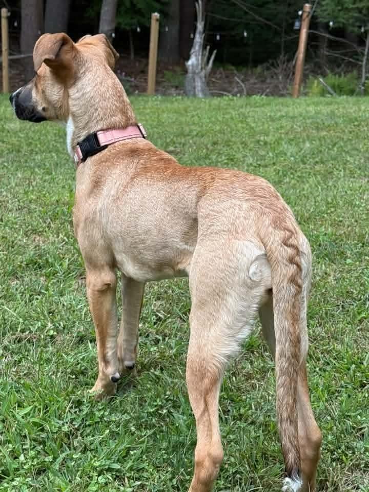 Enlarge Nani, a Adoptable mixed breed in Groveland, MA image 5/6