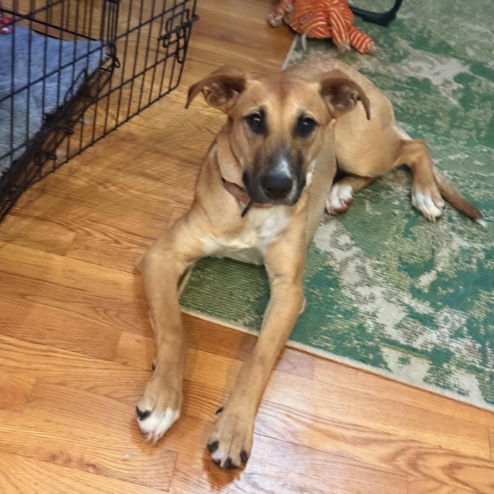 Enlarge Nani, a Adoptable mixed breed in Groveland, MA image 5/6