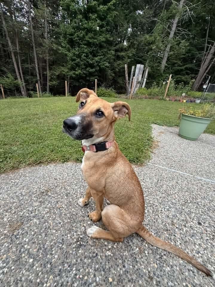 Enlarge Nani, a Adoptable mixed breed in Groveland, MA image 6/6