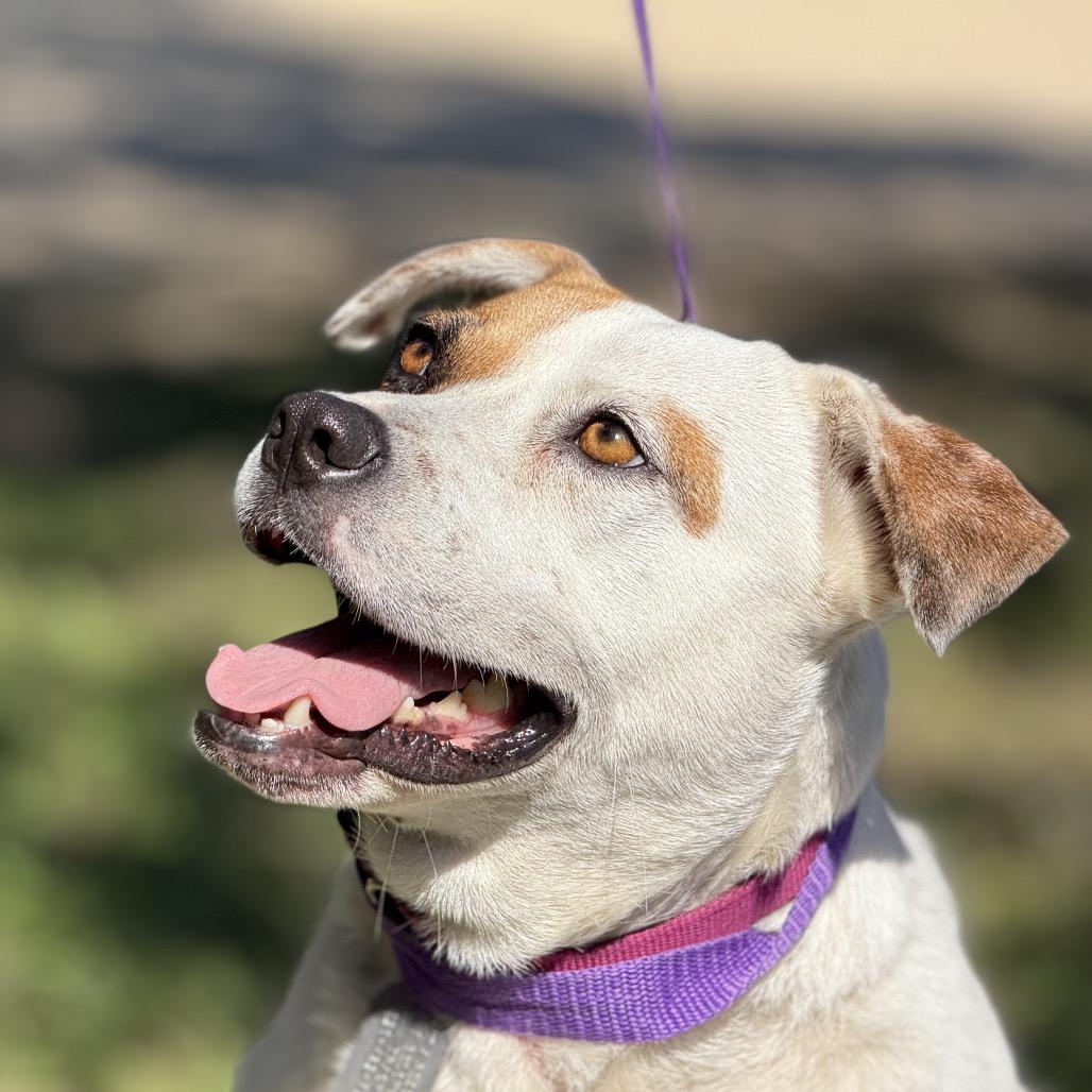 Enlarge Jewel, a Adoptable mixed breed in San Antonio, TX image 2/6