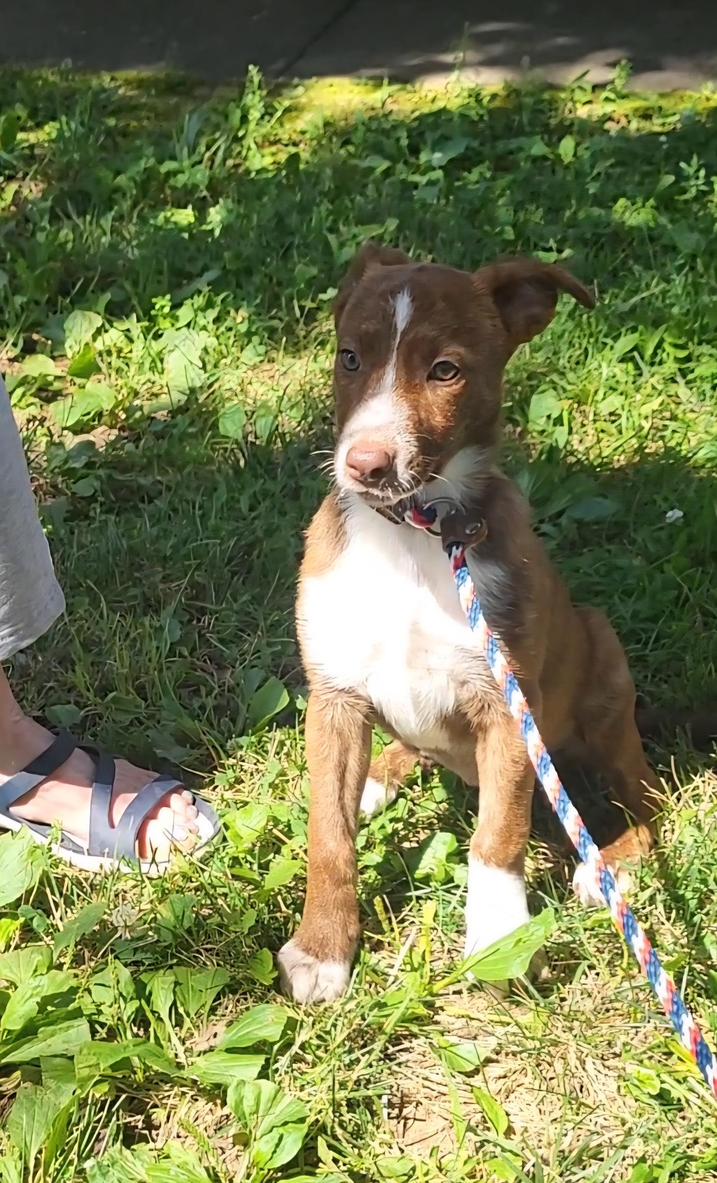 CoCo, a Adopted mixed breed in Evansville, IN image 1/2