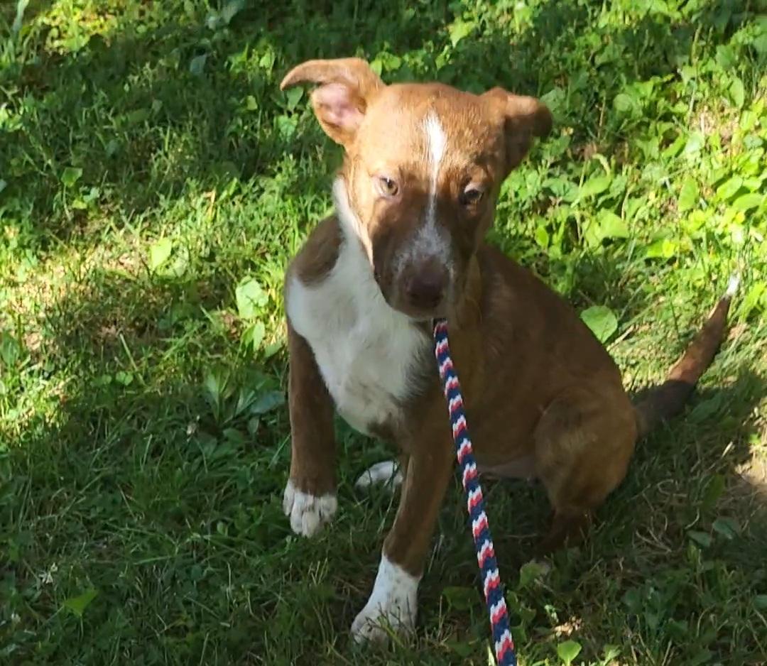 CoCo, a Adopted mixed breed in Evansville, IN image 2/2