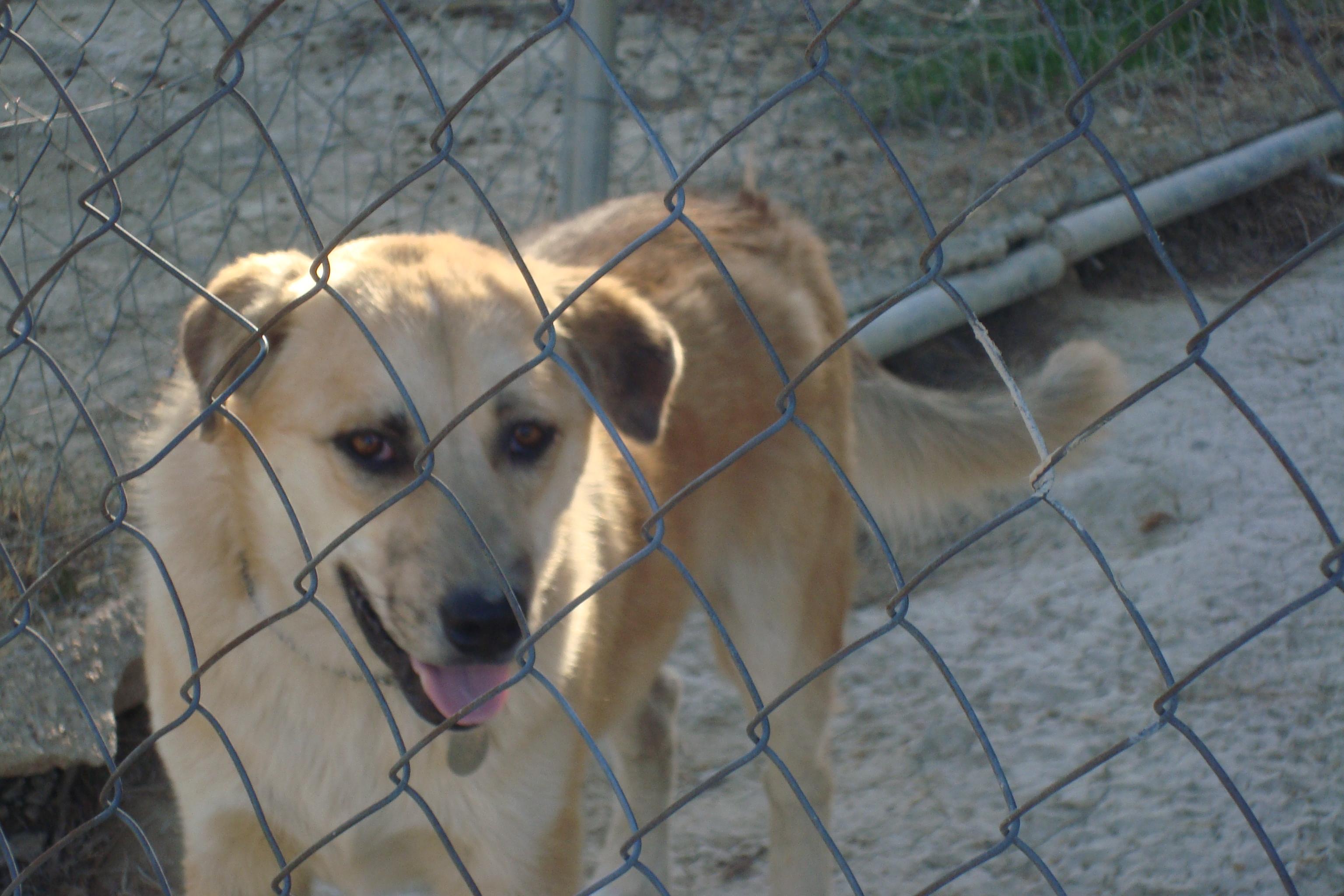Snickers photo 1