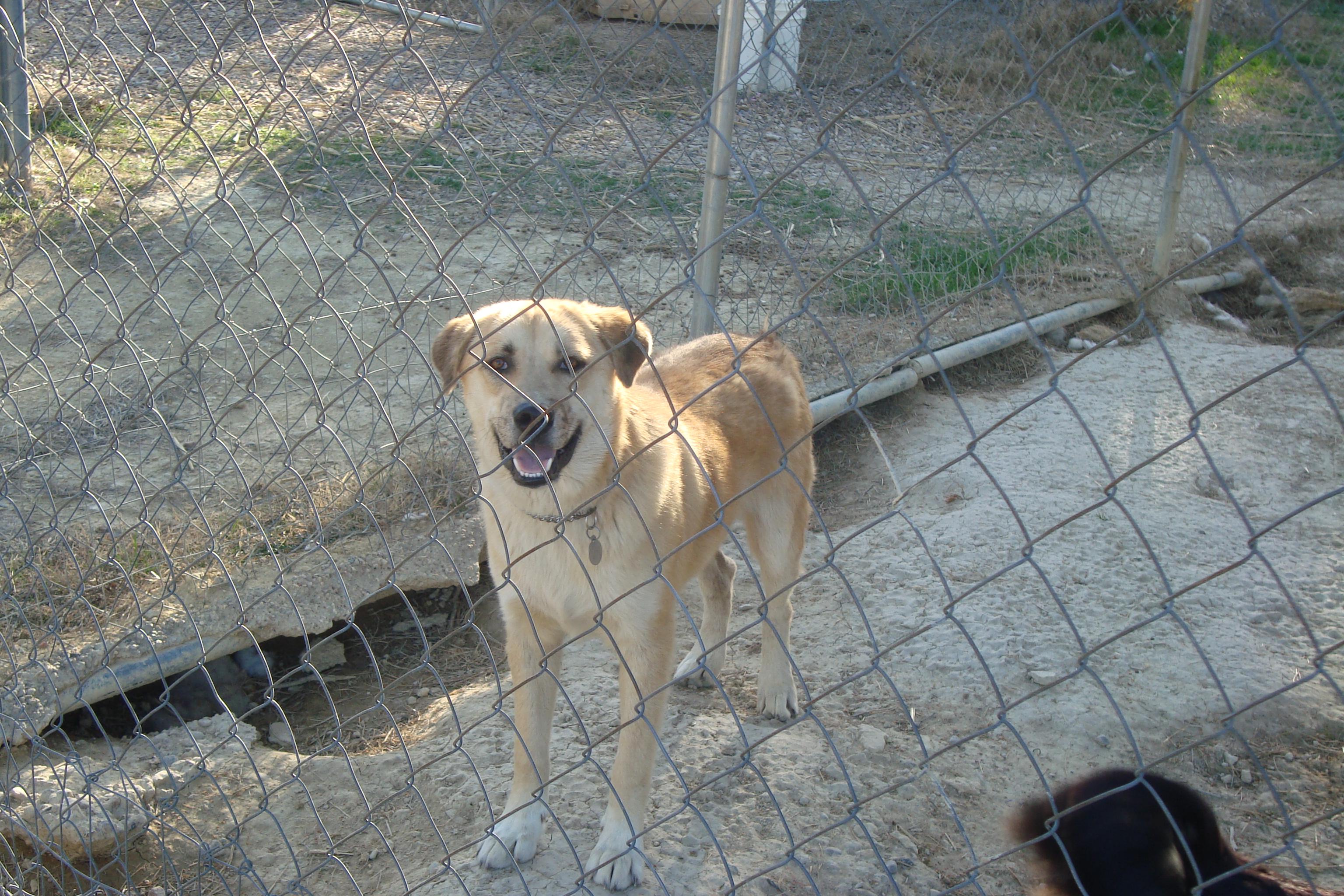 Snickers photo 2