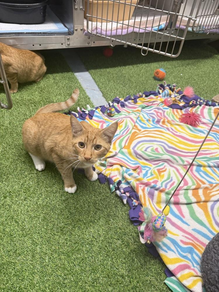 Enlarge BAGEL, a Adoptable mixed breed in Stockton, CA image 1/2