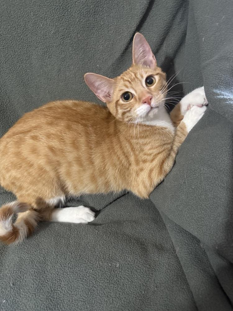 Enlarge BAGEL, a Adoptable mixed breed in Stockton, CA image 2/2