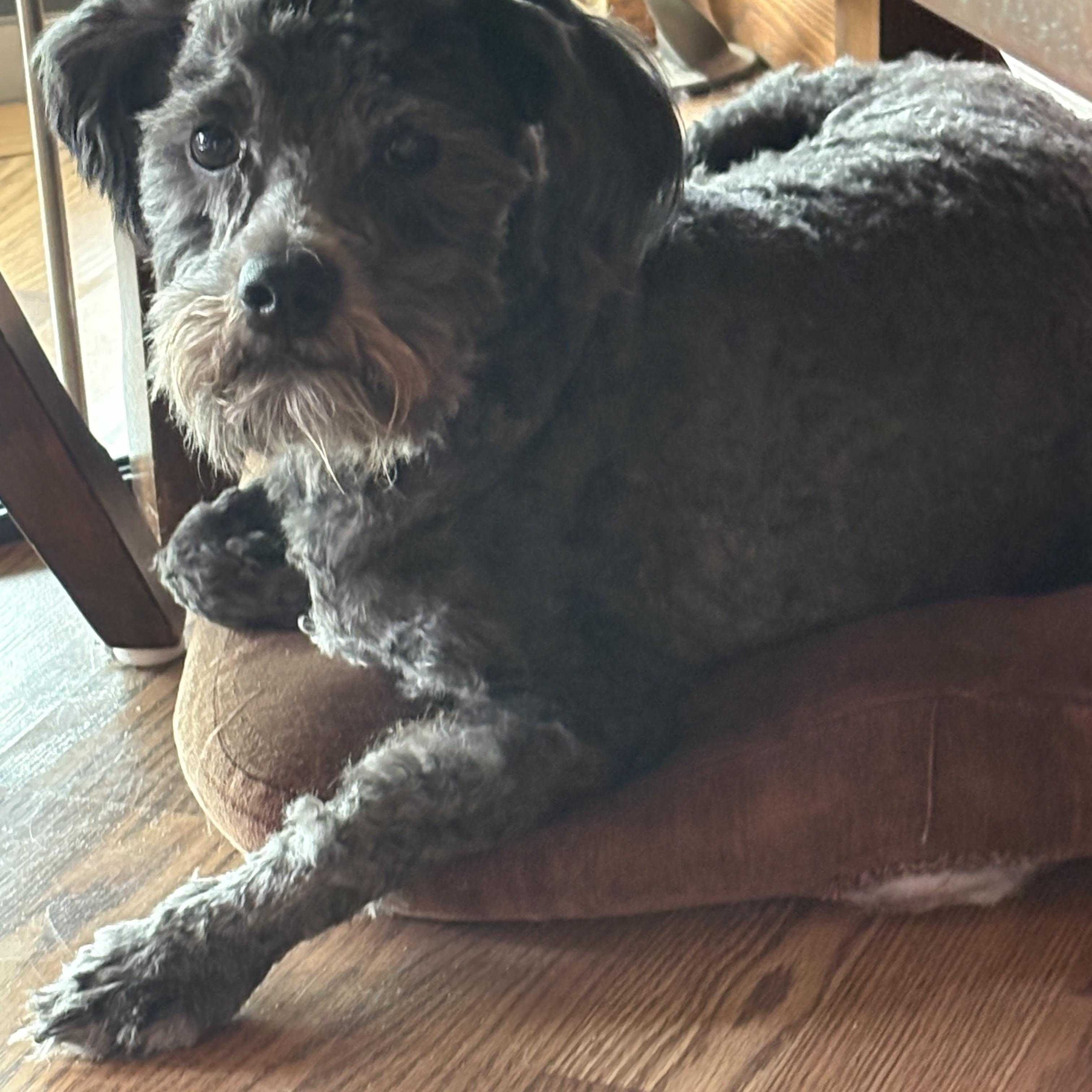 Boo, Adoptable, Adult Male Maltipoo.