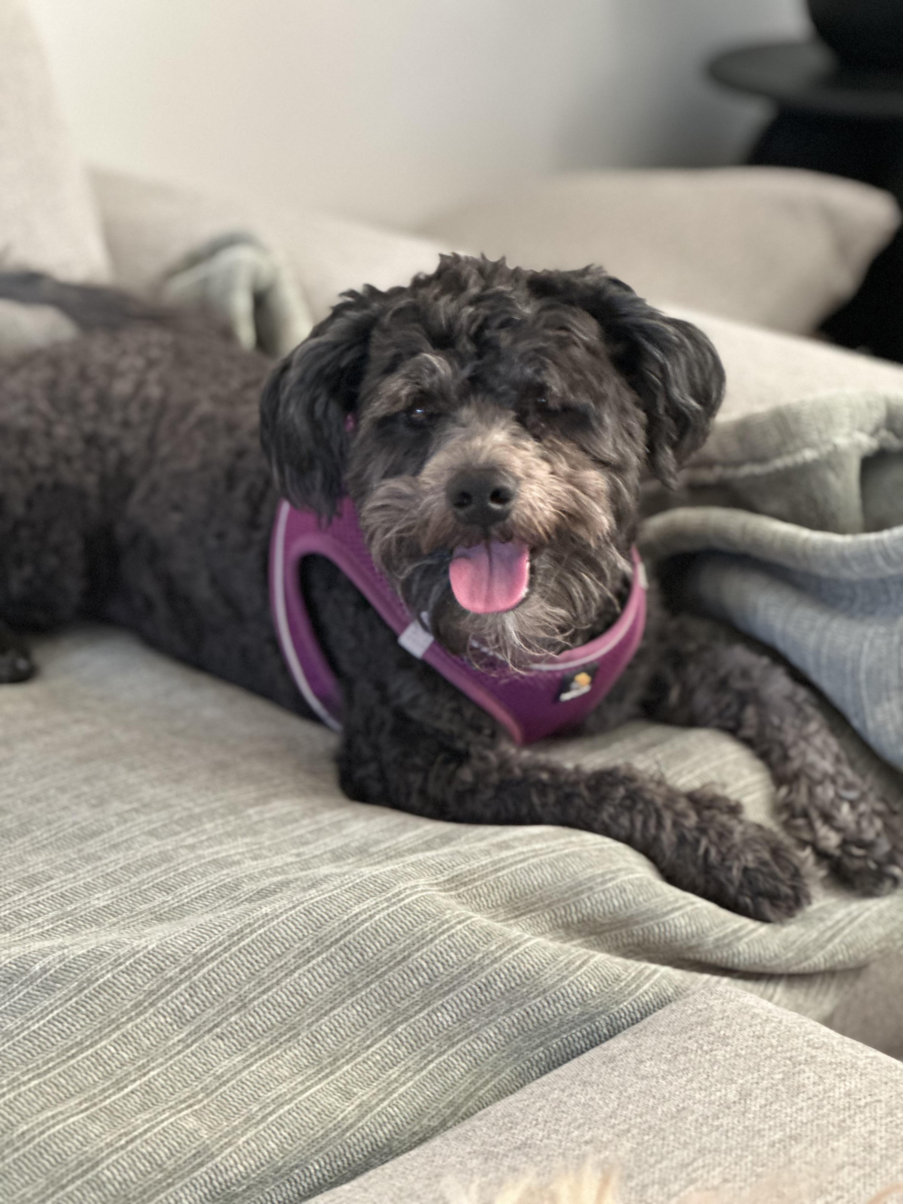 Boo, a Adoptable Maltipoo in Chandler, AZ image 1/5