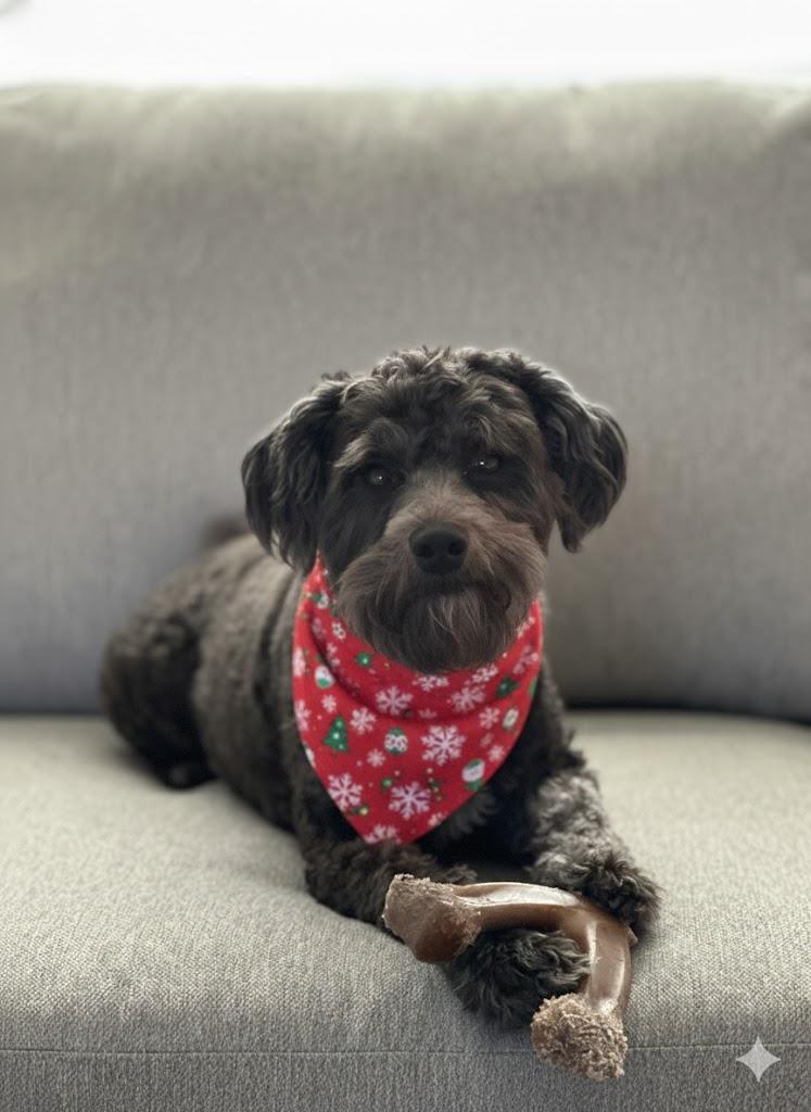 Boo, a Adoptable Maltipoo in Chandler, AZ image 2/5