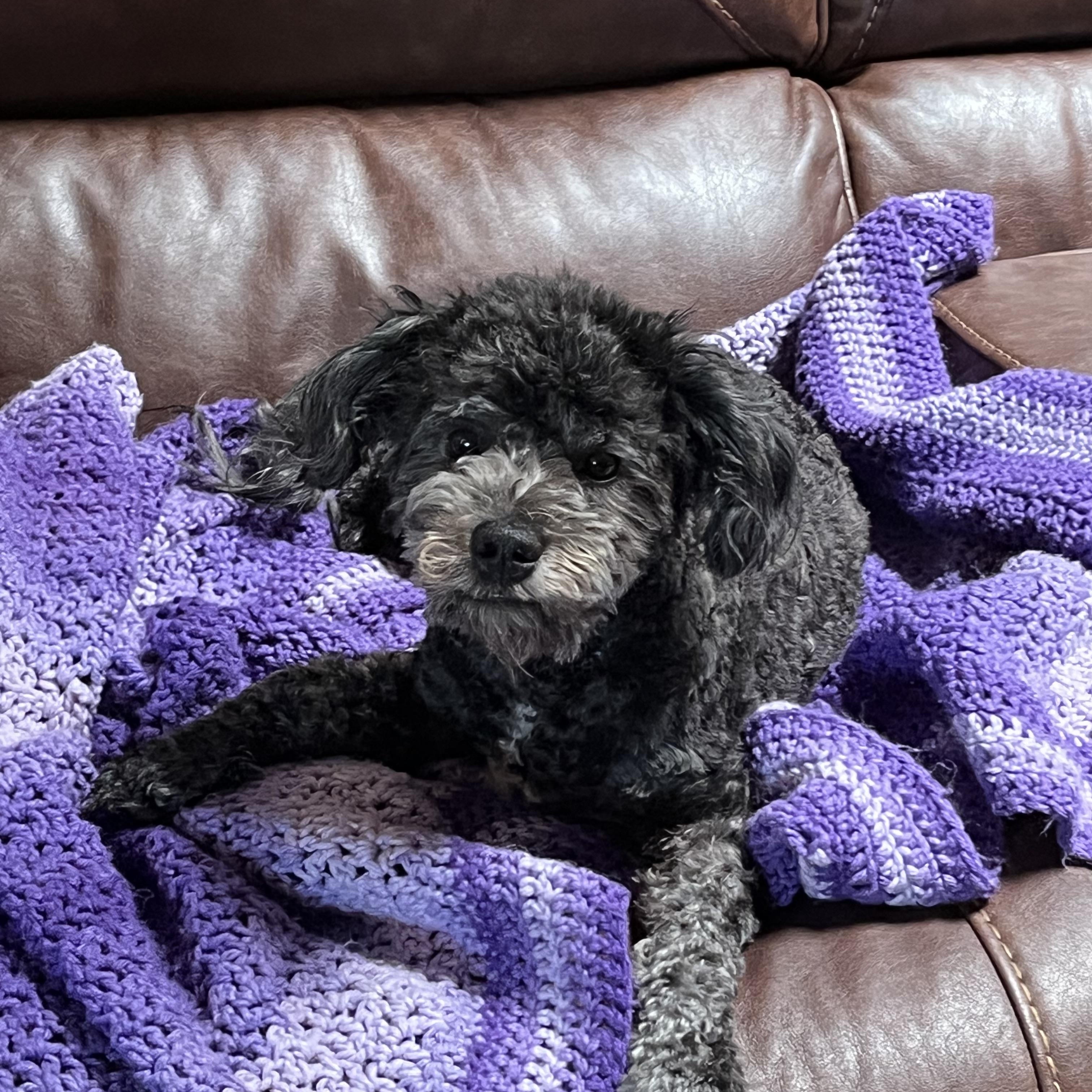 Boo, a Adoptable Maltipoo in Chandler, AZ image 4/5