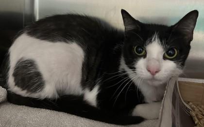 Maple, Adoptable, Adult Female Domestic Short Hair & Domestic Short Hair.