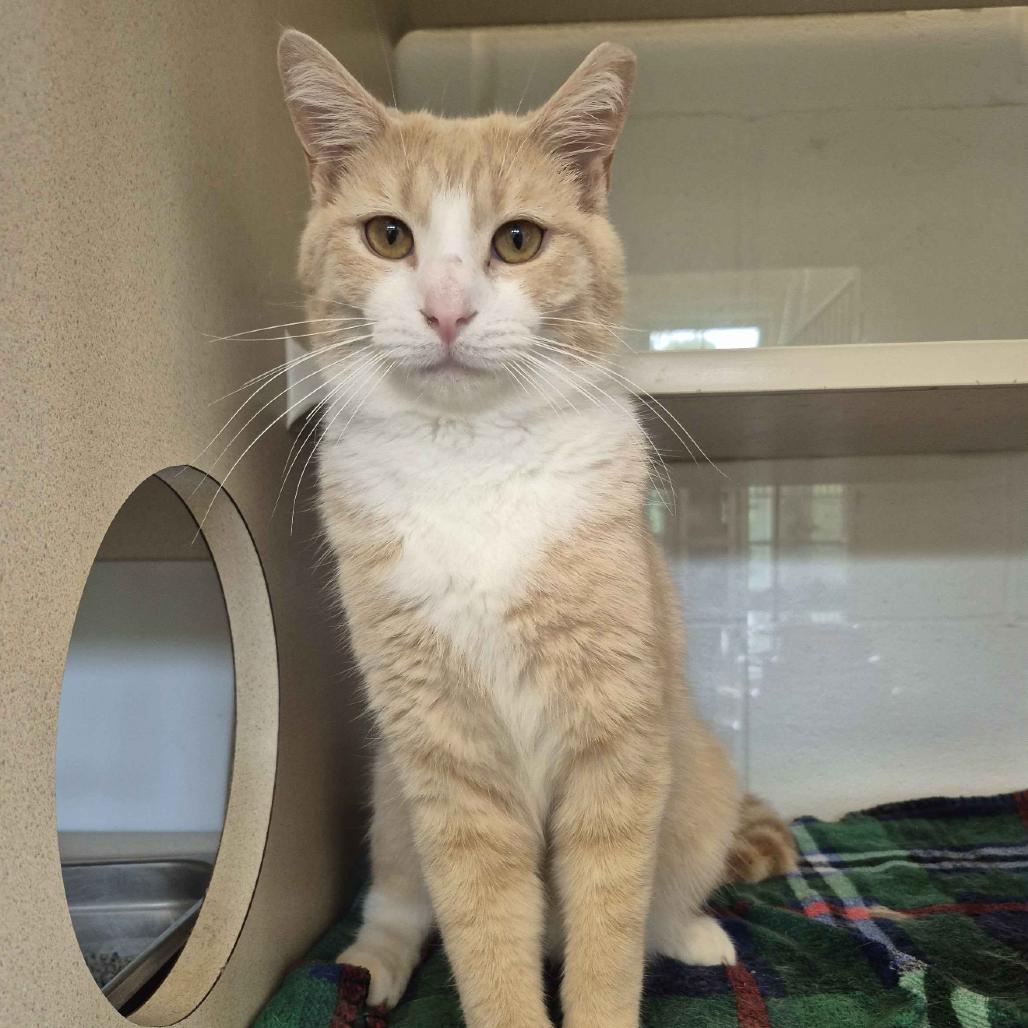 Enlarge Gaazhagens, a Adoptable Domestic Short Hair in Gloucester, VA image 1/6