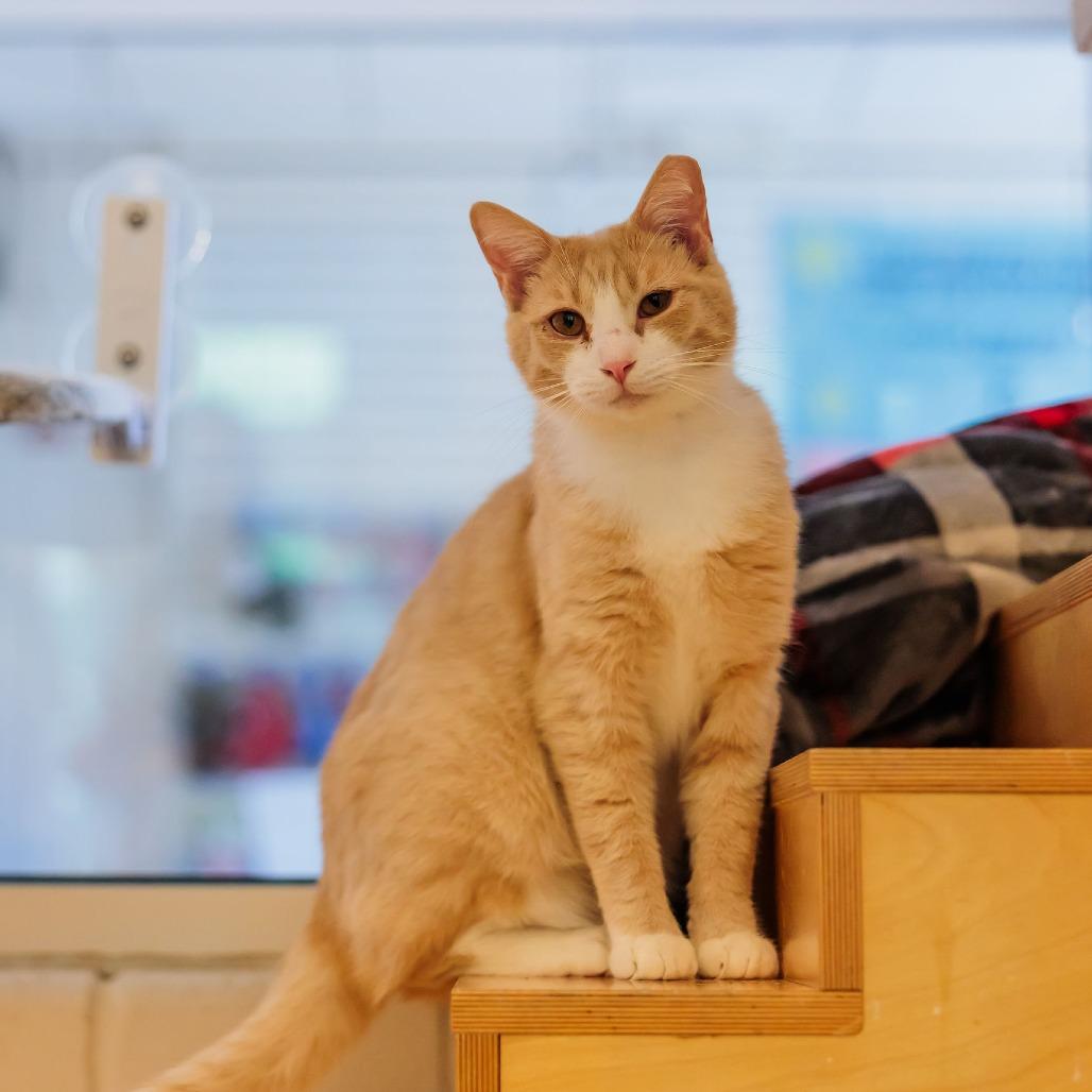 Enlarge Gaazhagens, a Adoptable Domestic Short Hair in Gloucester, VA image 2/6