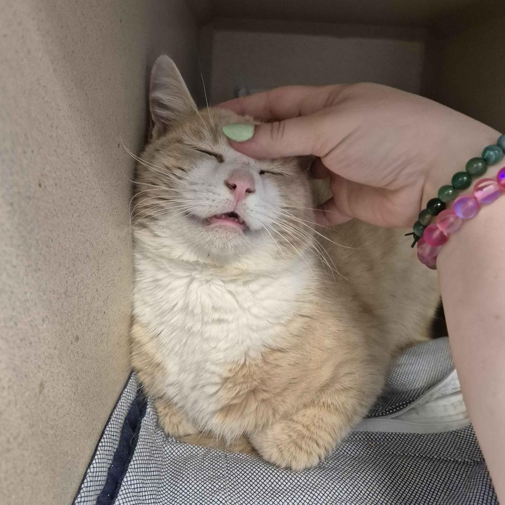 Enlarge Gaazhagens, a Adoptable Domestic Short Hair in Gloucester, VA image 3/6