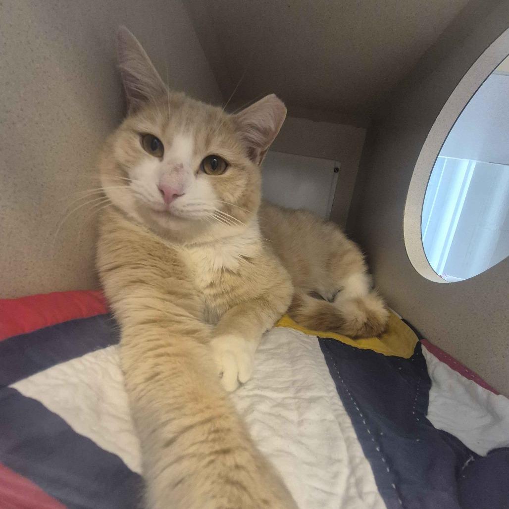 Enlarge Gaazhagens, a Adoptable Domestic Short Hair in Gloucester, VA image 4/6