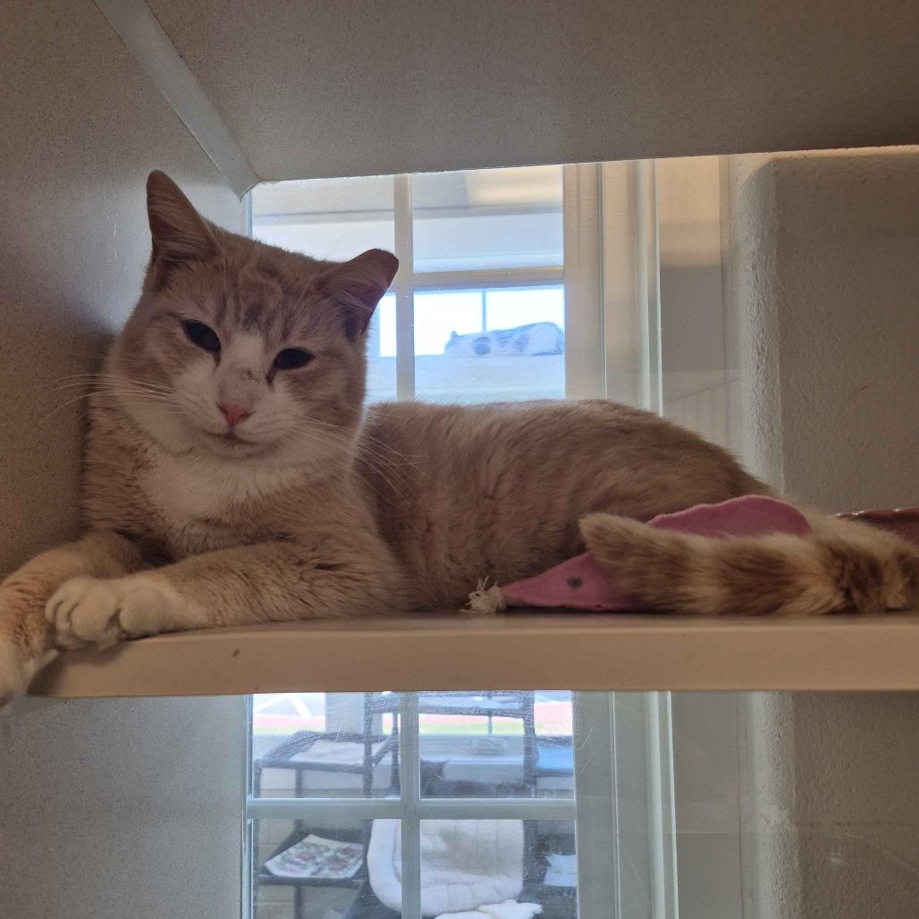 Enlarge Gaazhagens, a Adoptable Domestic Short Hair in Gloucester, VA image 5/6