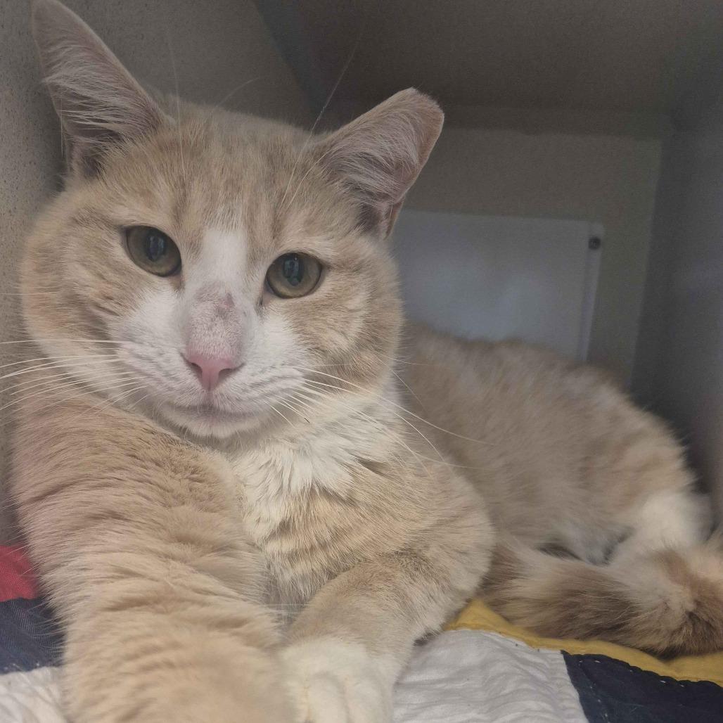 Enlarge Gaazhagens, a Adoptable Domestic Short Hair in Gloucester, VA image 6/6
