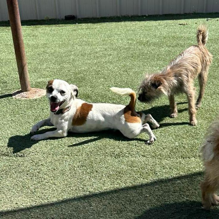 Whiskey, Adoptable, Adult Male Chihuahua & Terrier.