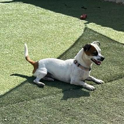 Enlarge Whiskey, a Adoptable mixed breed in Loves Park, IL image 2/4