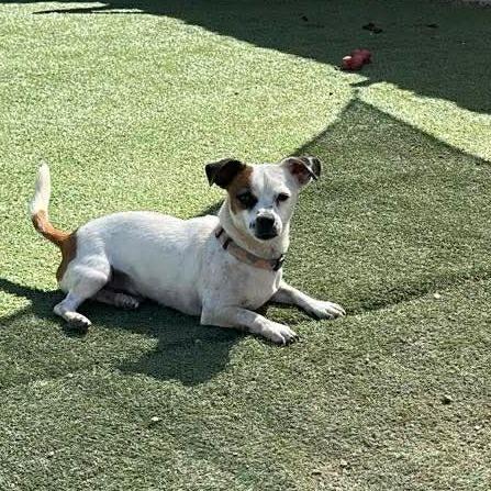 Enlarge Whiskey, a Adoptable mixed breed in Loves Park, IL image 3/4