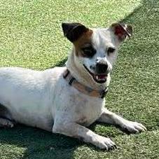 Enlarge Whiskey, a Adoptable mixed breed in Loves Park, IL image 4/4