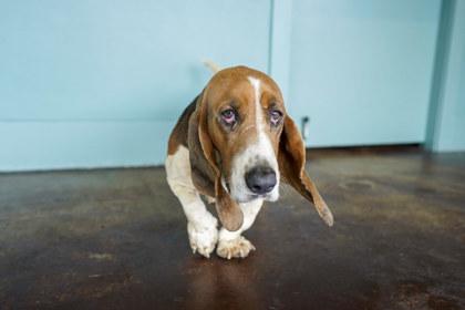 Inspector Gadget, adopted, Adult Male Basset Hound & Mixed Breed.