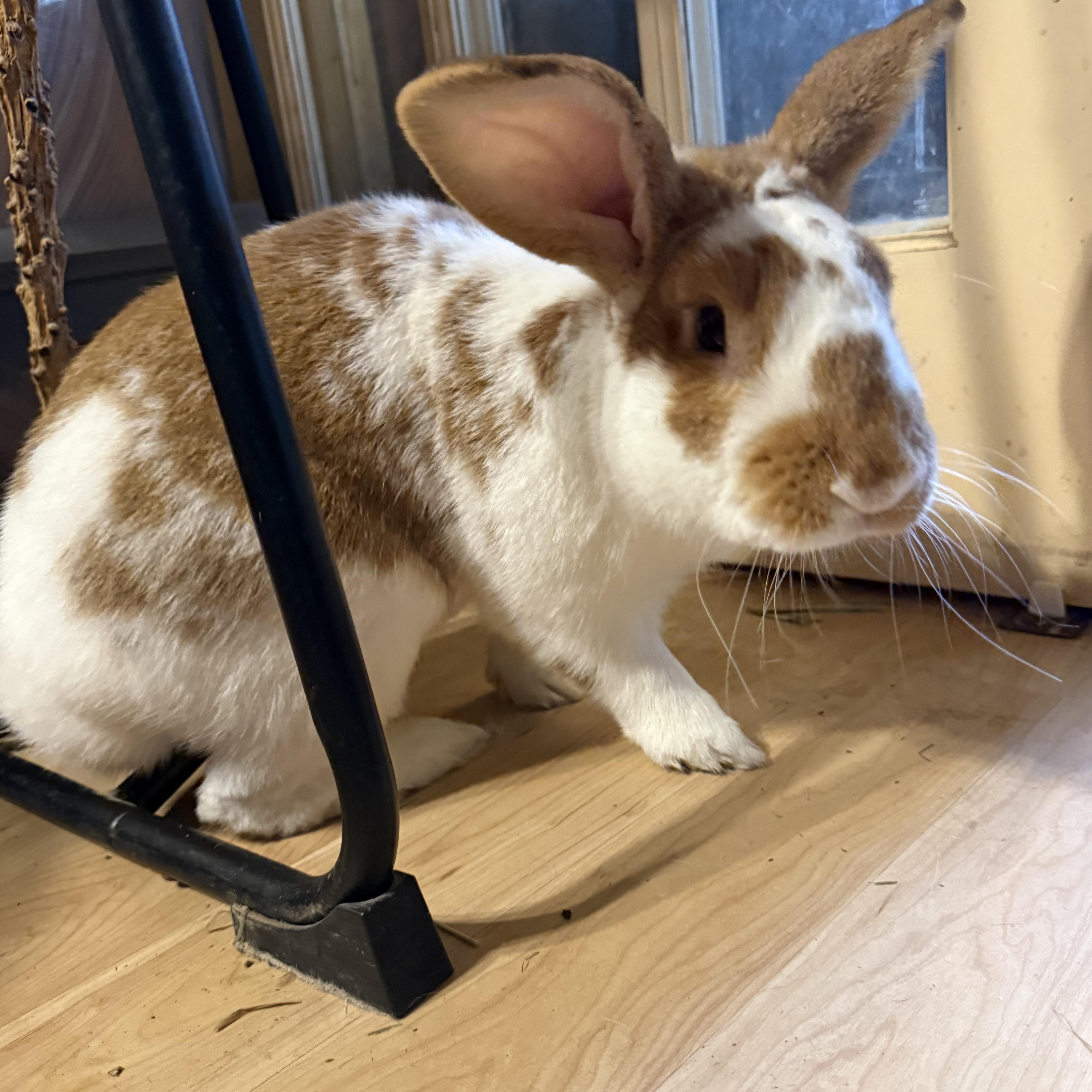 Lorenzo - Adoptable Pet | Petfinder