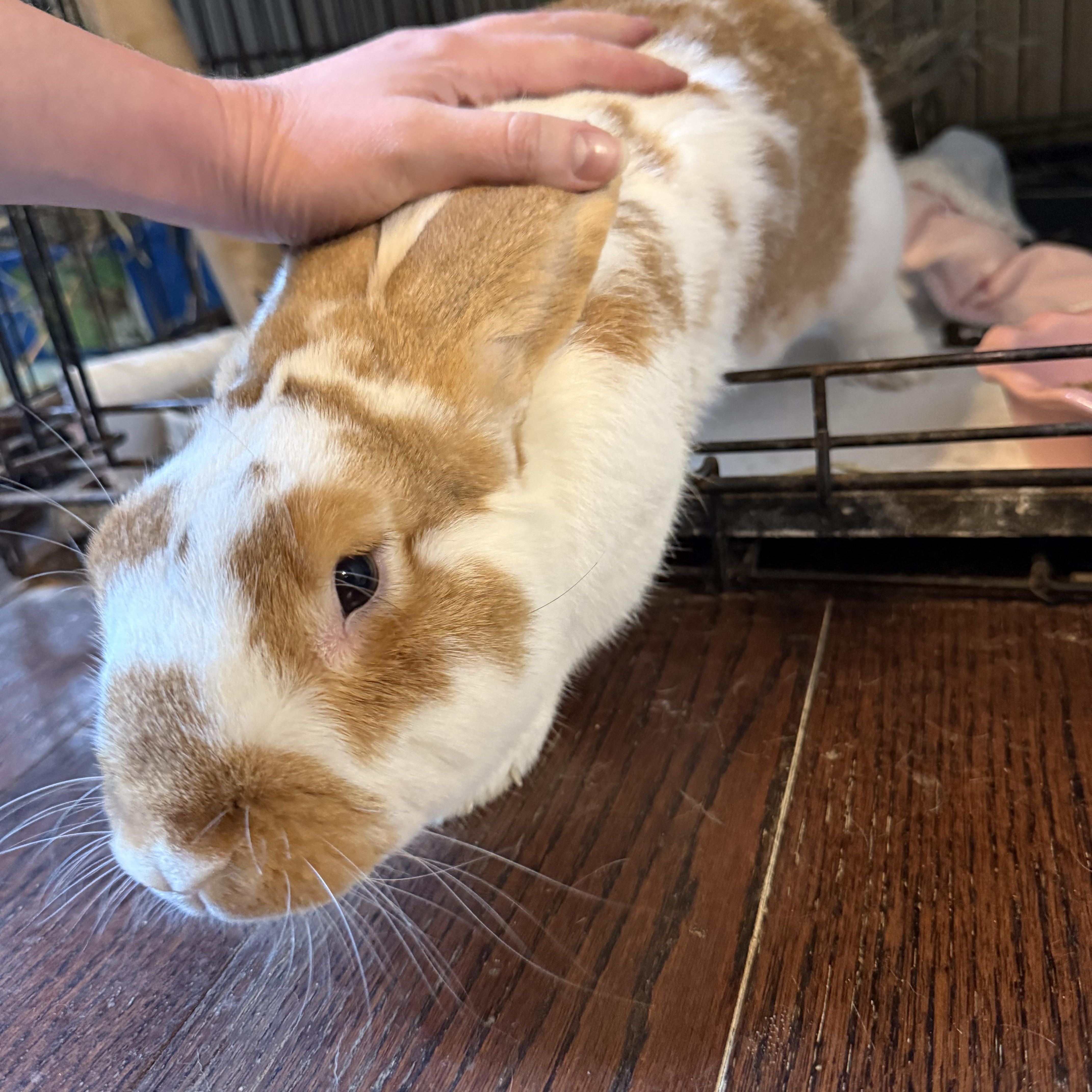 Enlarge Lorenzo , a ADOPTABLE Bunny Rabbit in Norwalk, CT image 2/3
