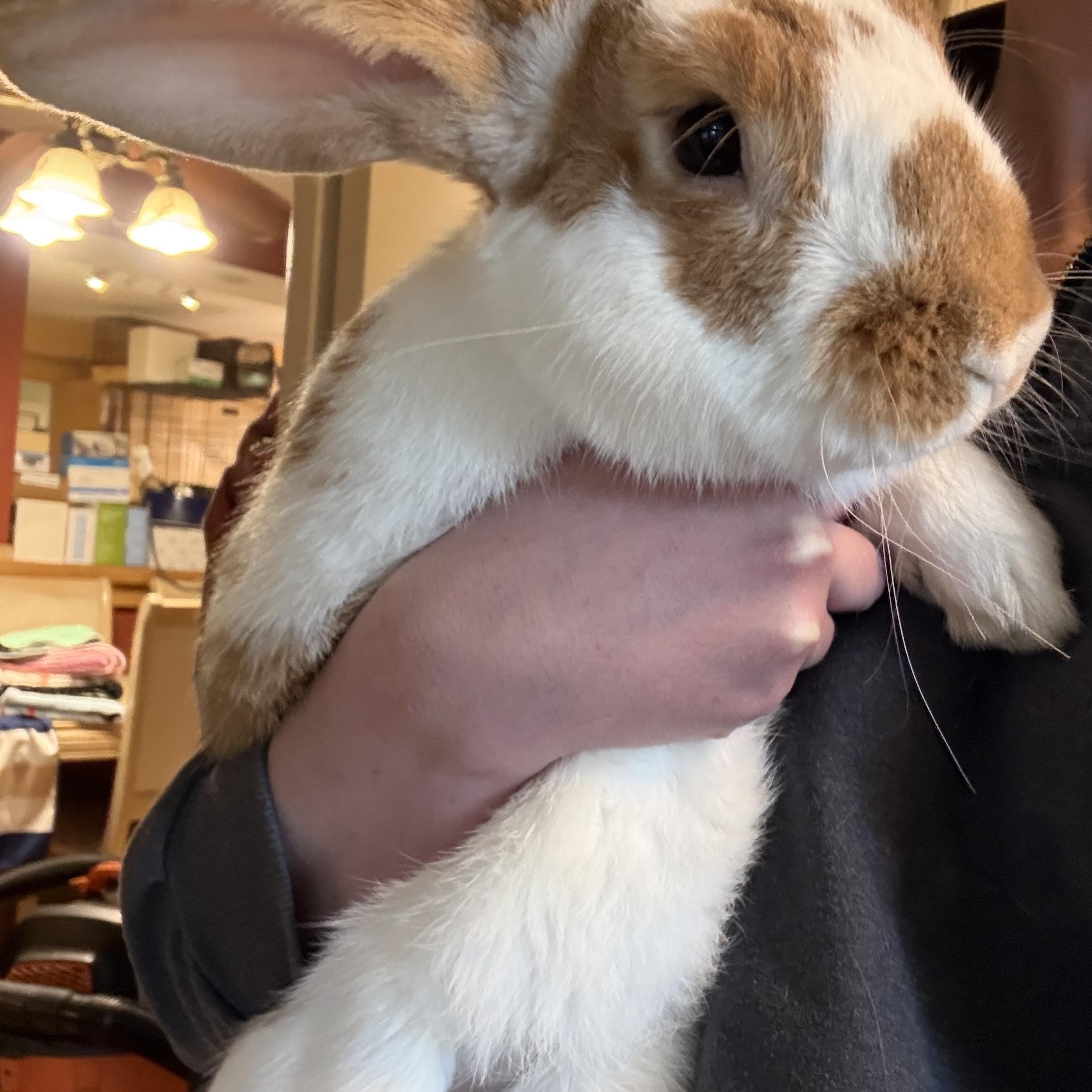 Lorenzo , ADOPTABLE, Young Male Bunny Rabbit.