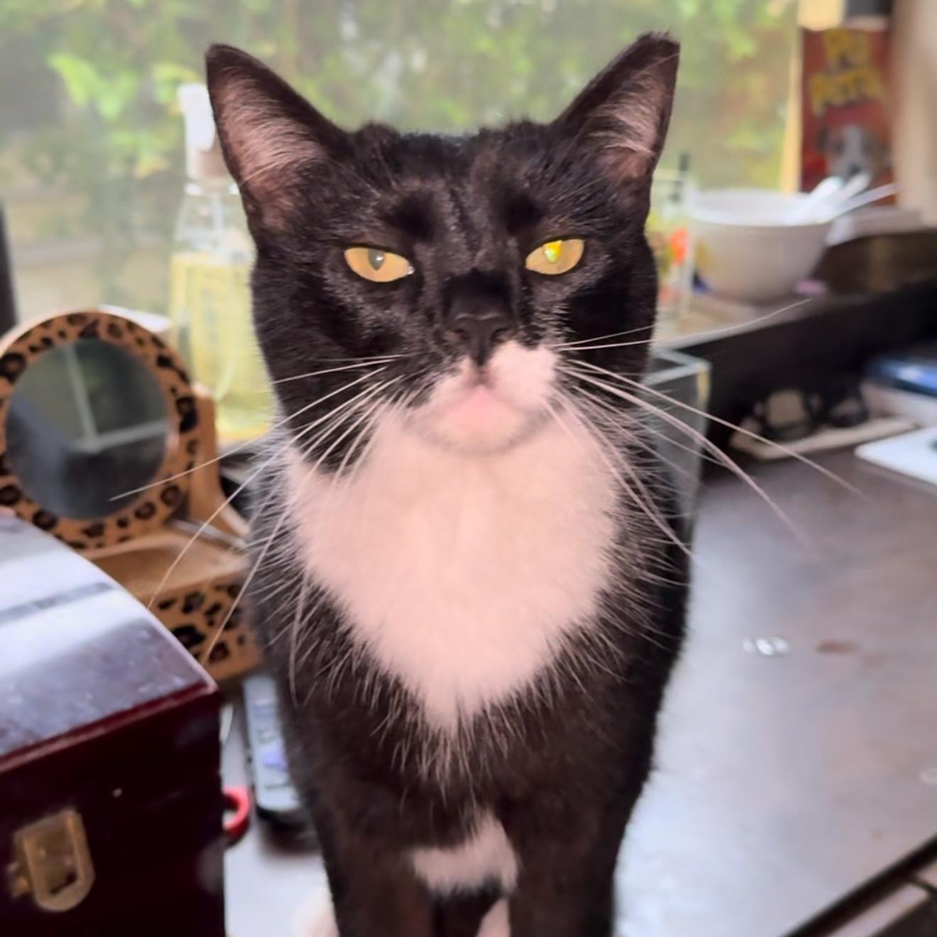 Patina — thumbnail 5