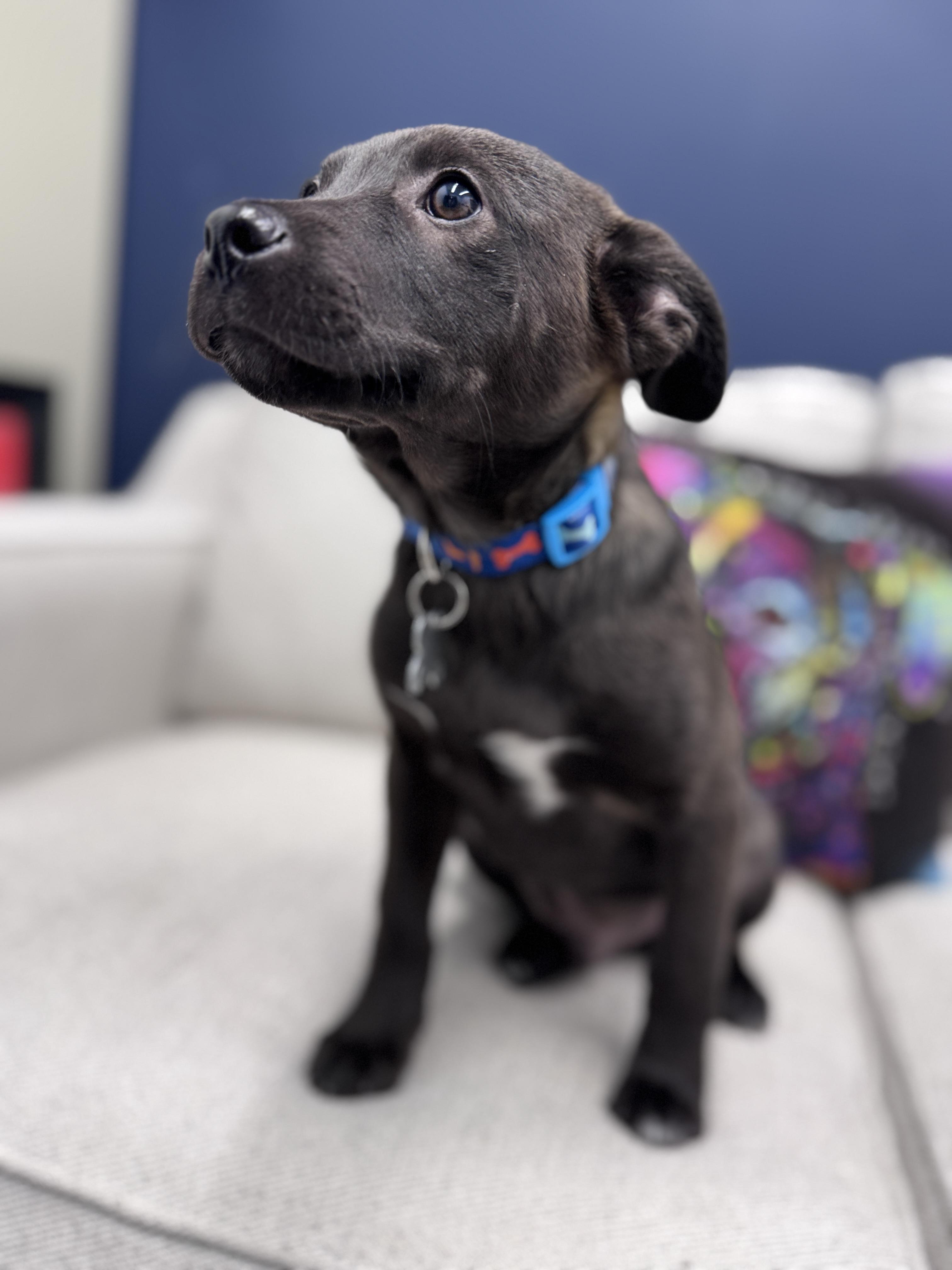 Caleb Wigglebums, an adoptable mixed breed in Palatine, IL image 6/6