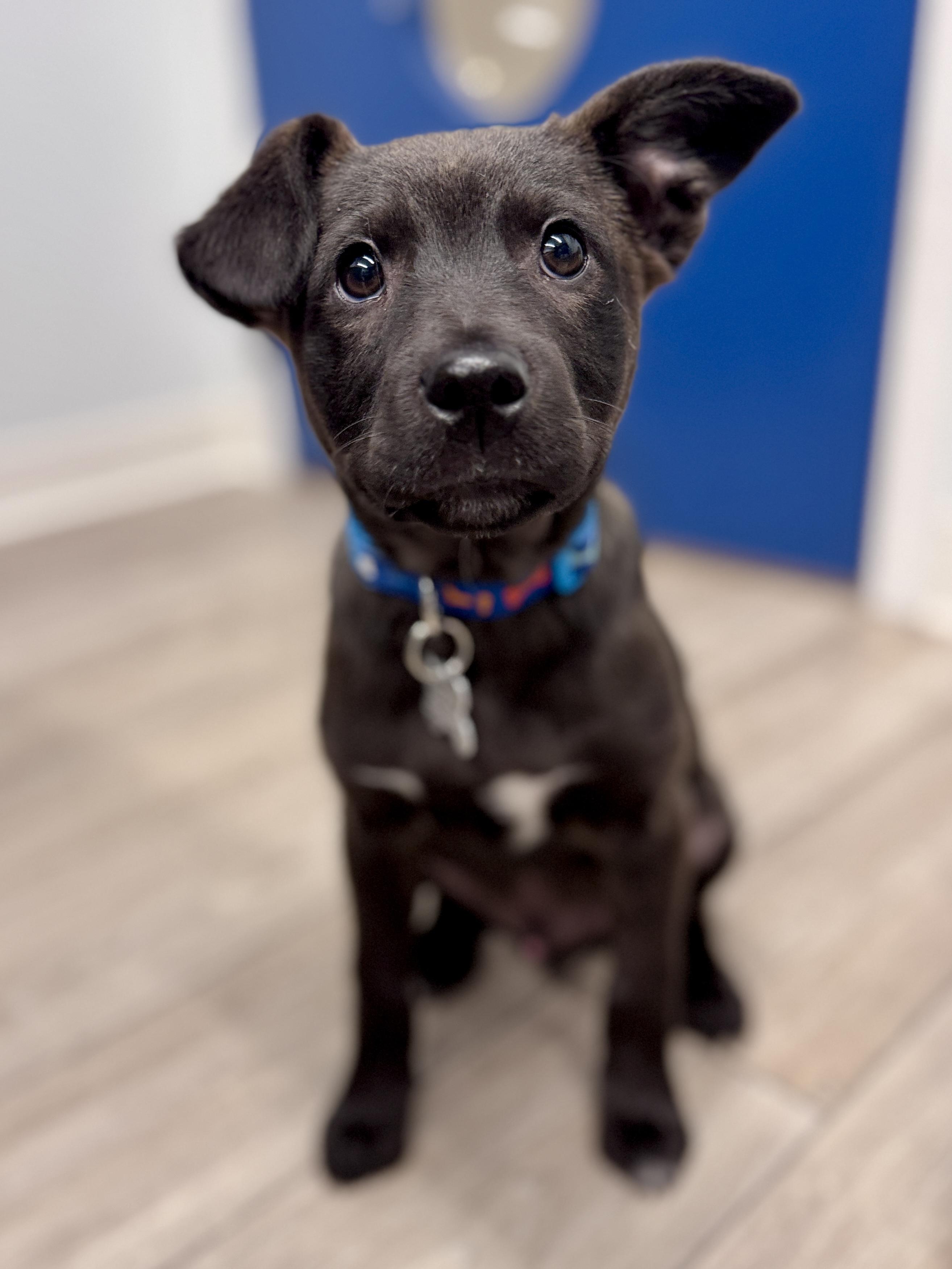 Caleb Wigglebums, an adoptable mixed breed in Palatine, IL image 2/6