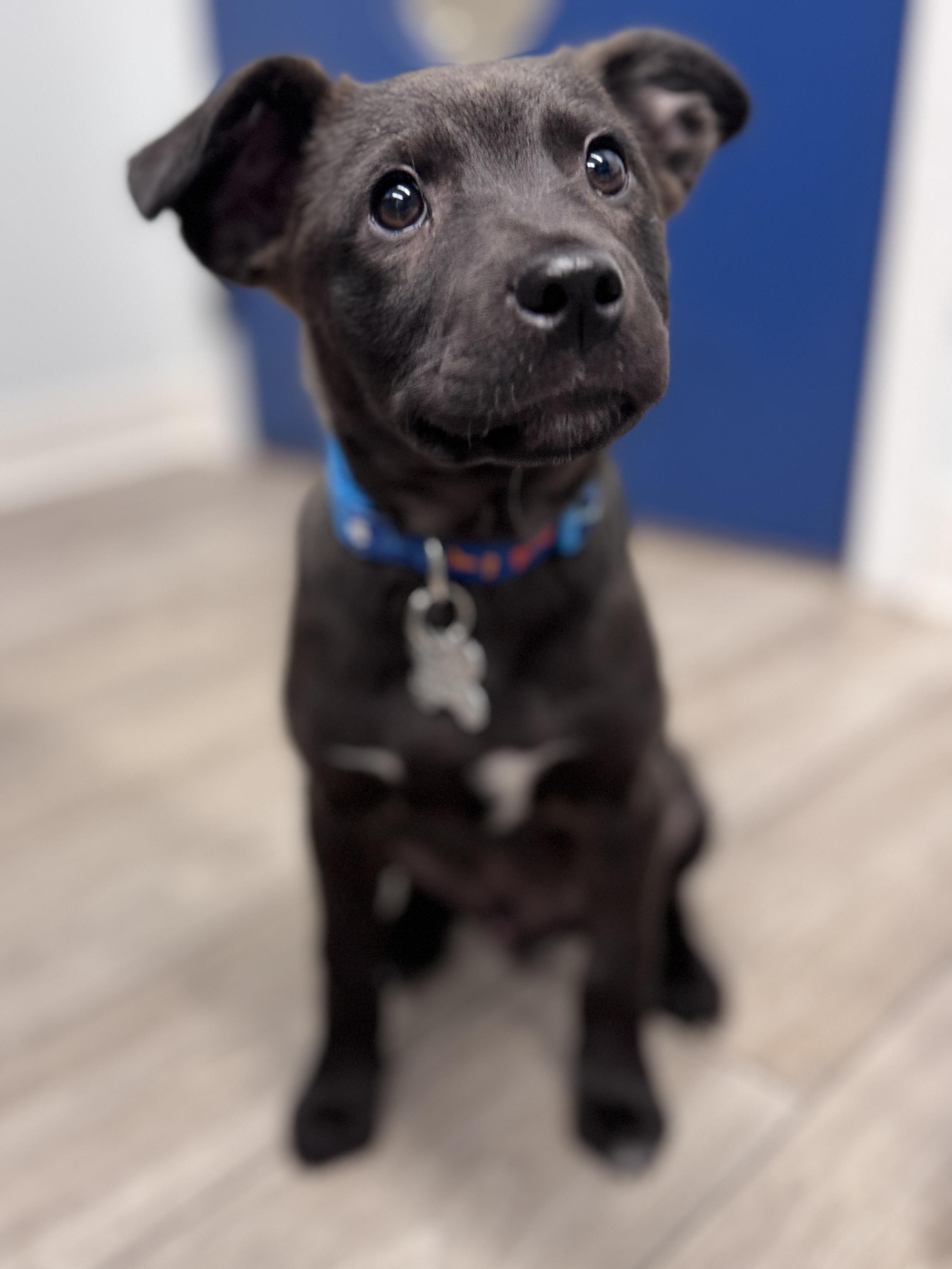 Caleb Wigglebums, an adoptable mixed breed in Palatine, IL image 5/6