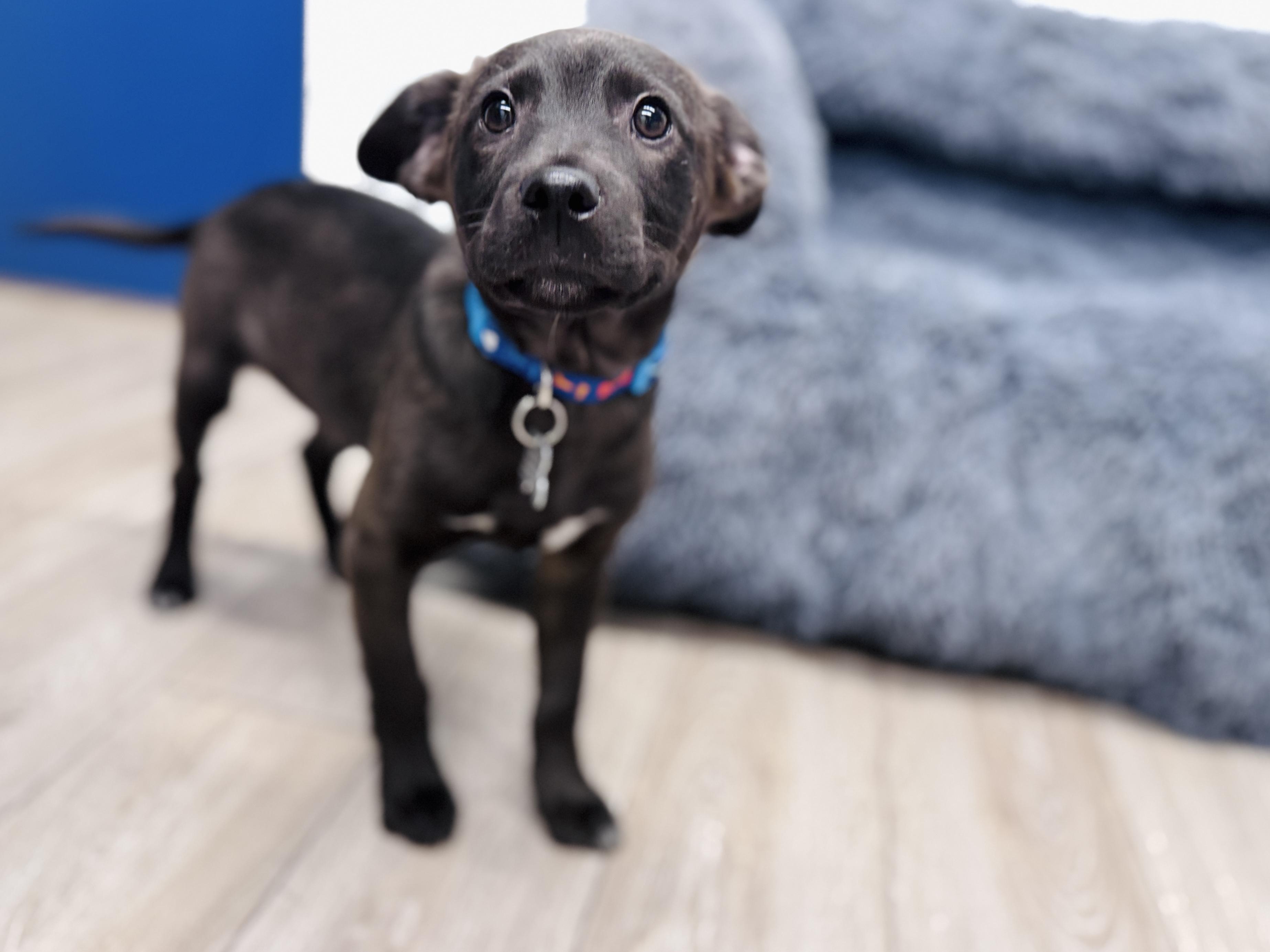 Caleb Wigglebums, an adoptable mixed breed in Palatine, IL image 3/6