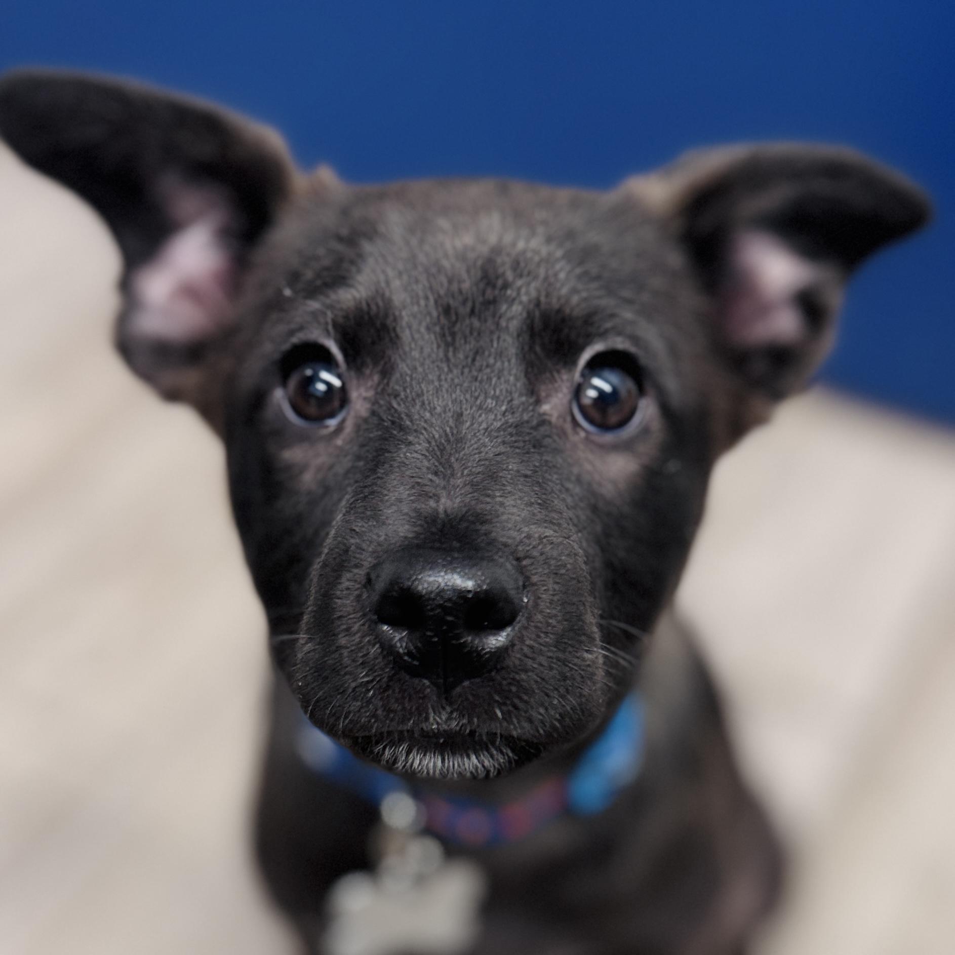 Caleb Wigglebums, adoptable, Puppy Male Retriever & Mixed Breed.
