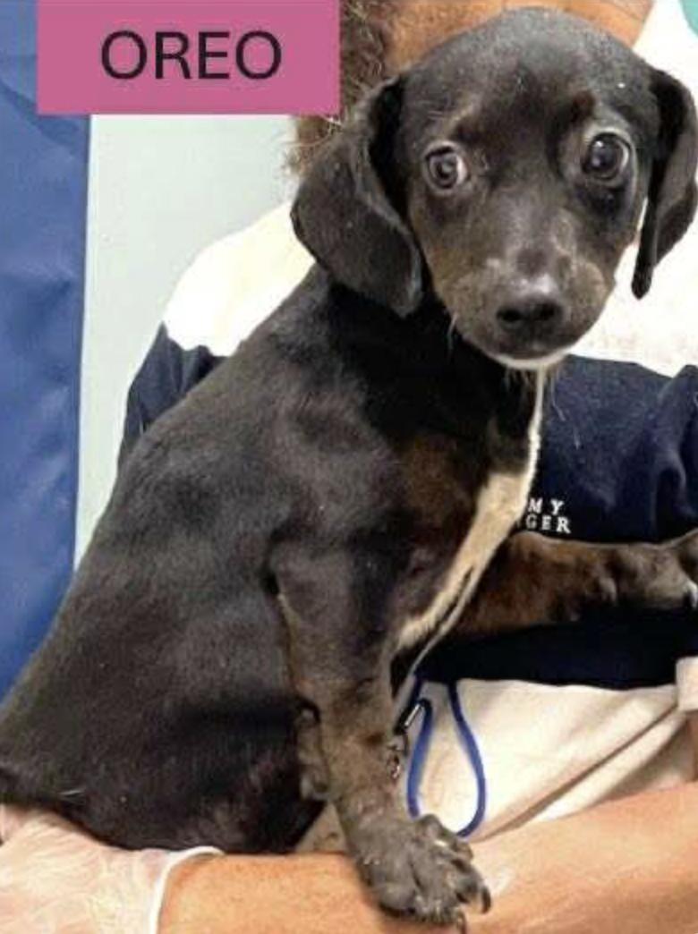 Meet Oreo a 5 month old 10 pound as of 621 adorable Chiweenie mix This delightful puppy is so