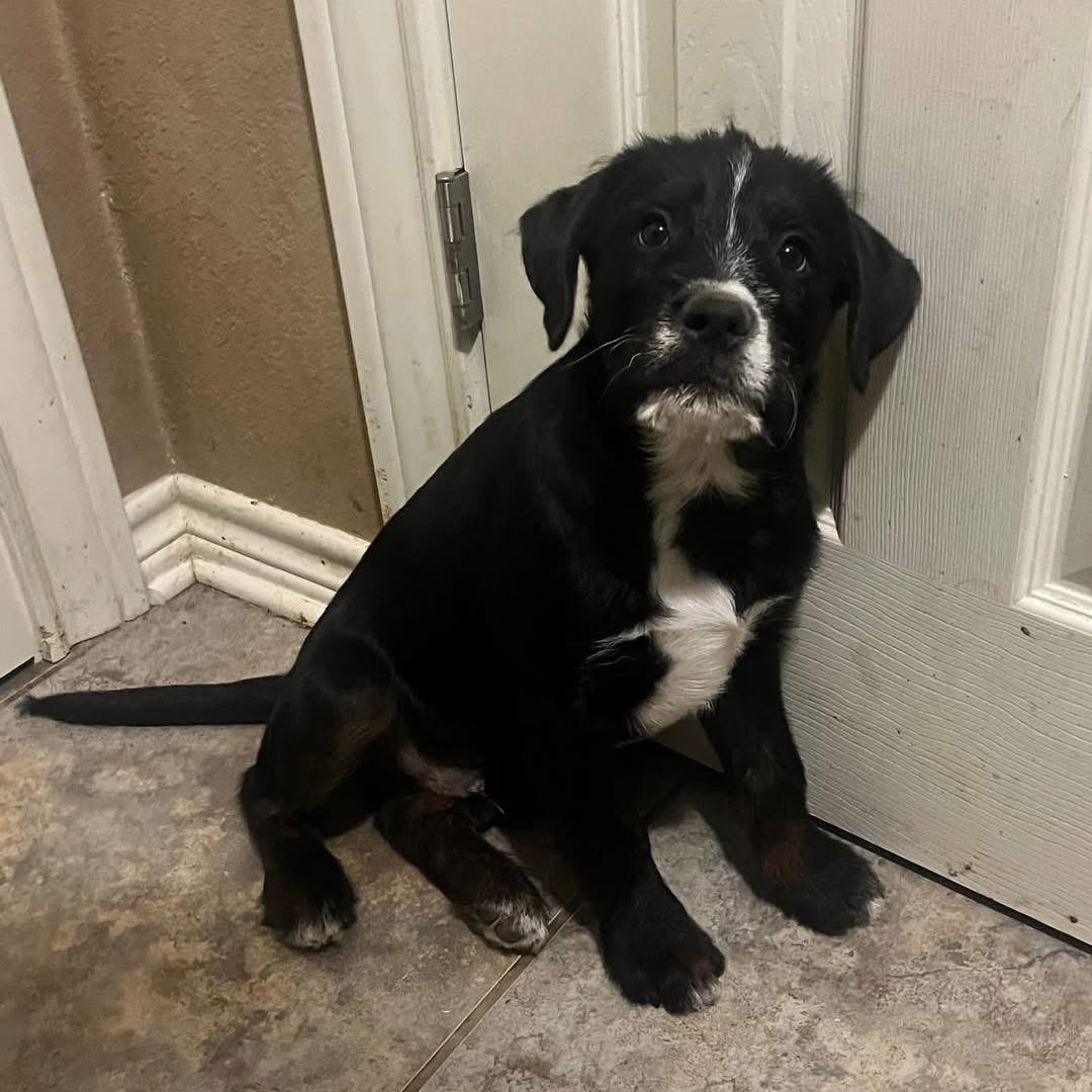 Enlarge Oreo, a ADOPTABLE mixed breed in Lubbock, TX image 5/5