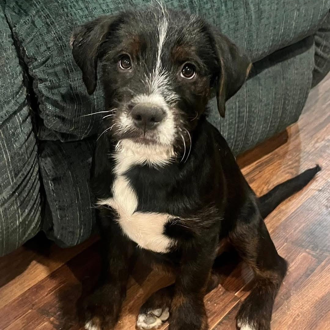 Enlarge Oreo, a ADOPTABLE mixed breed in Lubbock, TX image 1/5