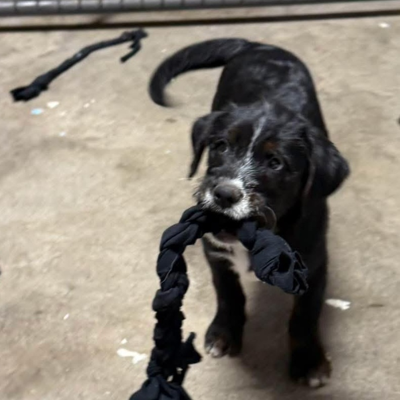 Enlarge Oreo, a ADOPTABLE mixed breed in Lubbock, TX image 3/5