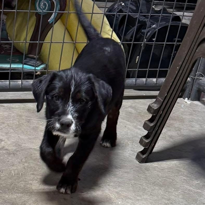 Enlarge Oreo, a ADOPTABLE mixed breed in Lubbock, TX image 2/5