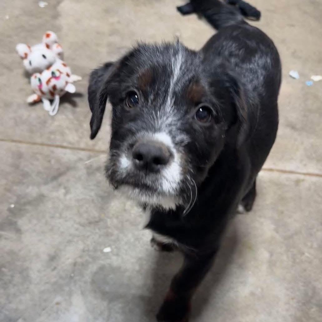 Enlarge Oreo, a ADOPTABLE mixed breed in Lubbock, TX image 4/5