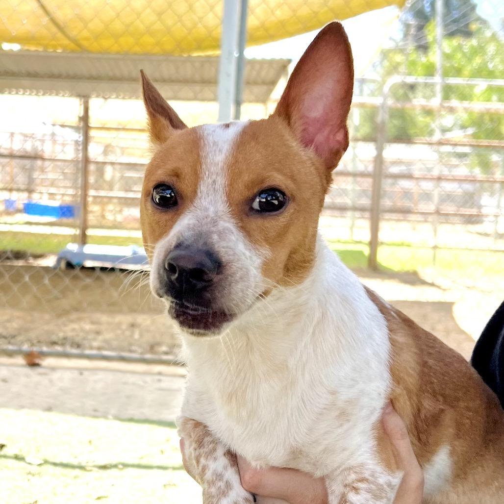 Pudge, Adoptable, Young Male Chihuahua.