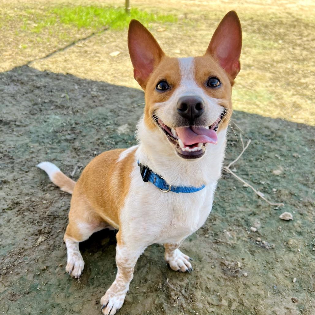 Pudge, a Adoptable Chihuahua in Ojai, CA image 2/6