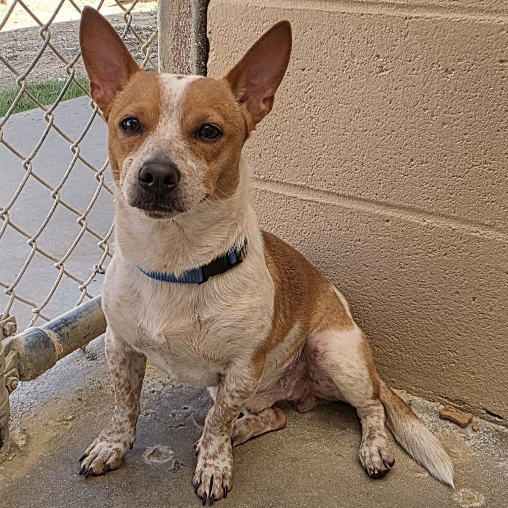 Pudge, a Adoptable Chihuahua in Ojai, CA image 3/6
